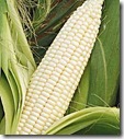 silverqueencorn